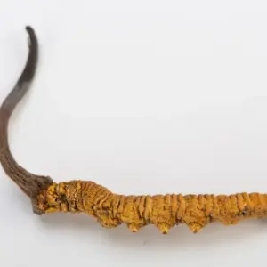 Yarshagmba Original